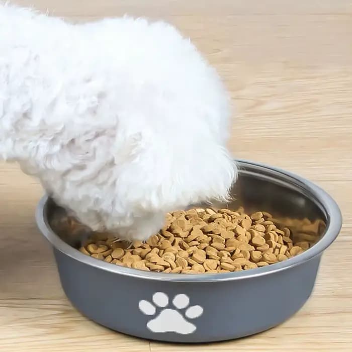 Bol pour chat bassin pour chien en acier inoxydable nouveau imprimé fournitures pour animaux de compagnie bol