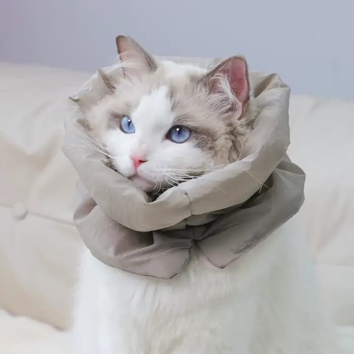 Un col chaud coloré et à la mode pour animaux de compagnie et une écharpe imperméable pour les chats pour empêcher les lécher et le morder après la stérilisation surtension