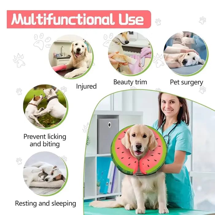 Collier gonflable anti-morsure pour chien