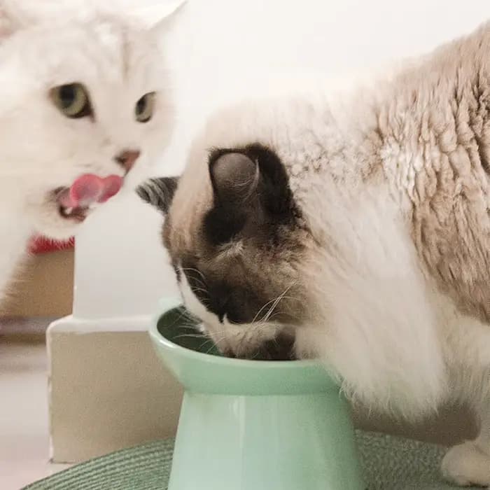 Bol incliné pour nourriture pour chat, bol surélevé pour chat, plat ergonomique pour nourriture pour chat, bol d'alimentation en plastique anti-vomissement, antidérapant pour chats et chiens