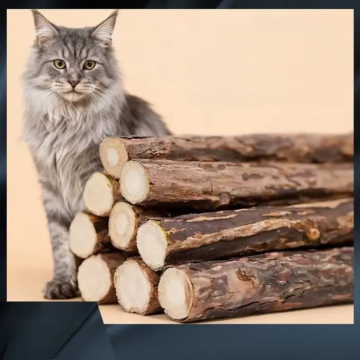 Fournitures pour chaton à mâcher à base de plantes naturelles pour chat