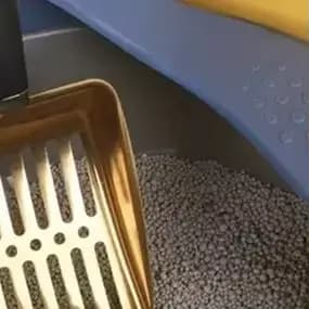 Nettoyage au sable pour chat