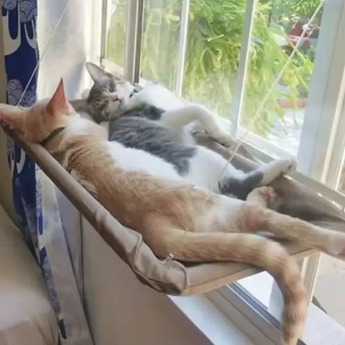 Hamac suspendu pour chat à ventouse