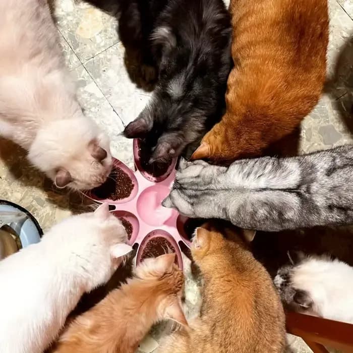 Bol à pétales multi-grille pour chat - Alimentation partagée pour chatons