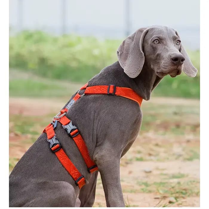 Nylon SFP Double-H personnalisé pour chien