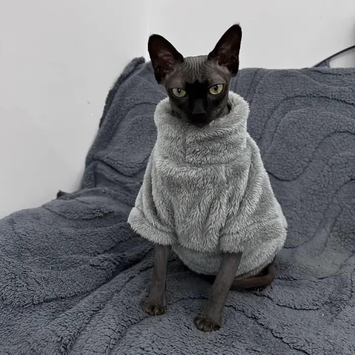 Pull pour chat de compagnie