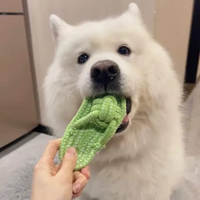 Jouet à nœud de pantoufle en corde de coton pour animaux de compagnie