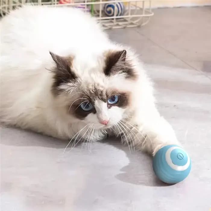 Balle Magique Interactive Électrique pour Chat, Jouet d'Entraînement pour Chaton à Mouvement existent