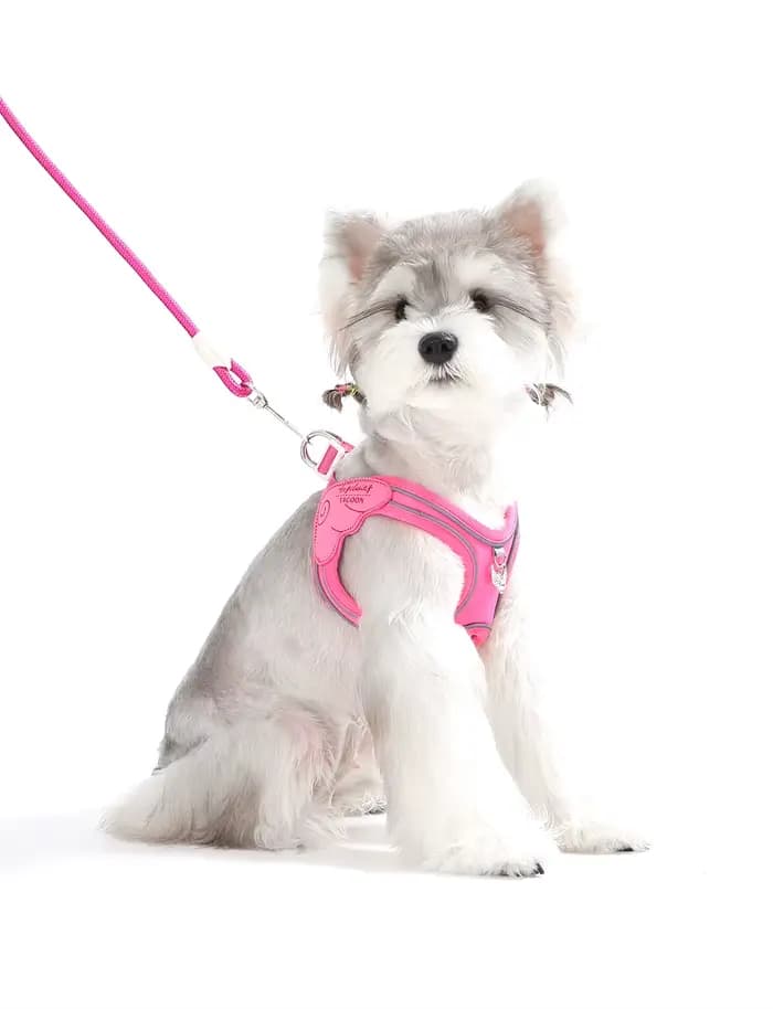 Harnais réglable anti-évasion pour chat et chien