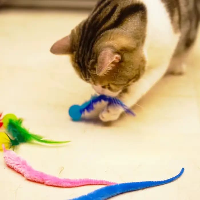 Jouet pour animaux de compagnie