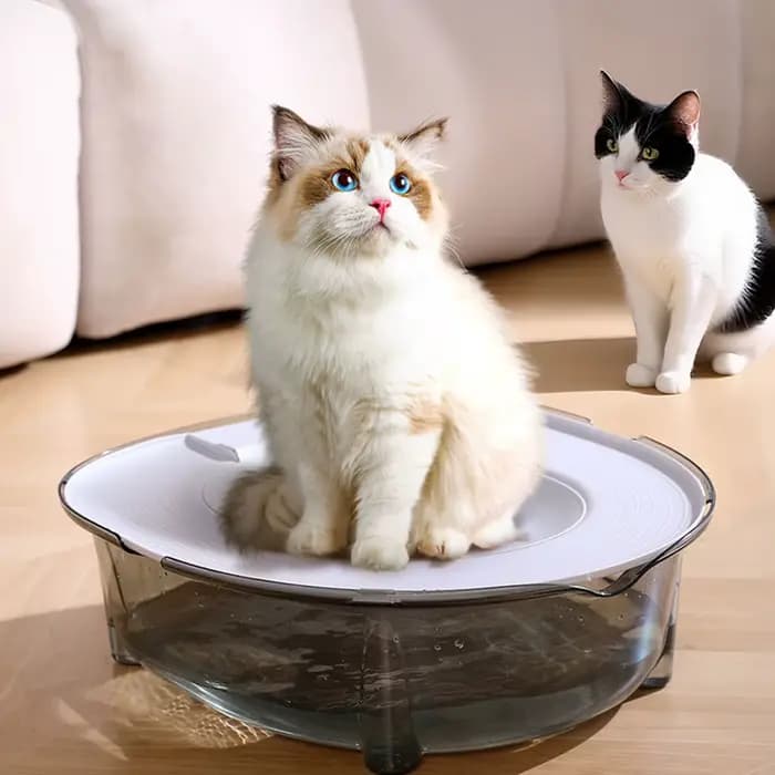Kit d'entraînement à la propreté pour chat