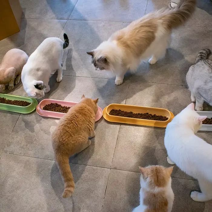 Bol de nourriture pour chat Long avec rainure Anti-fuite, plat d'alimentation pour animaux de compagnie avec eau humide pour empêcher les fourmis et les insectes, bol d'alimentation pour animaux de co