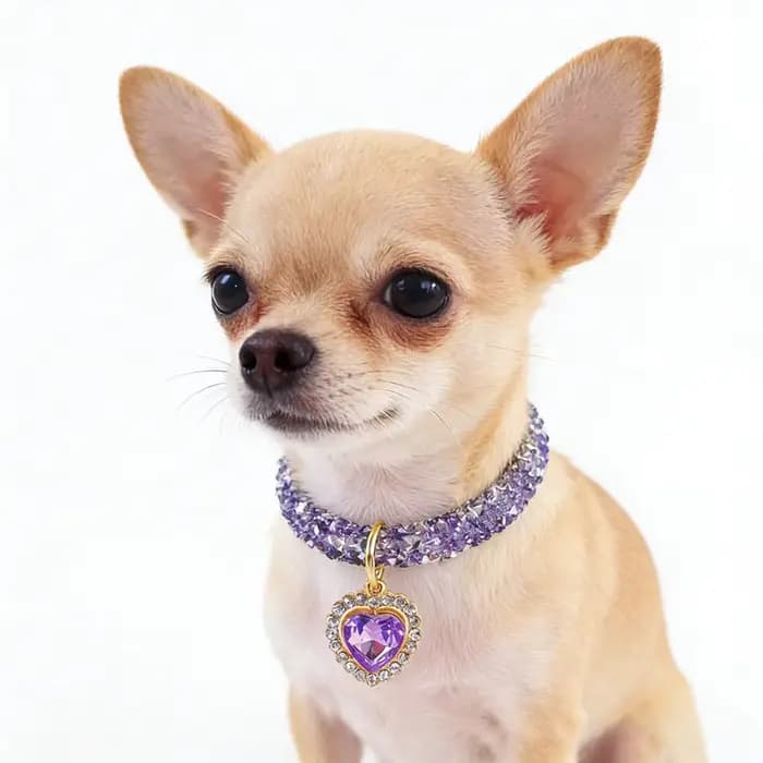 Collier réglable en métal pour animaux de compagnie