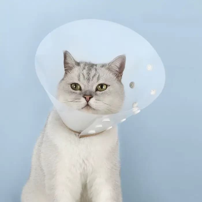 Collier de récupération Transparent pour chat