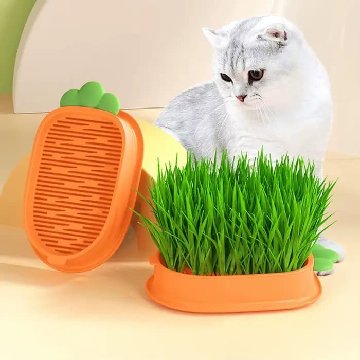 Boîte à collation hydroponique sans sol pour chat