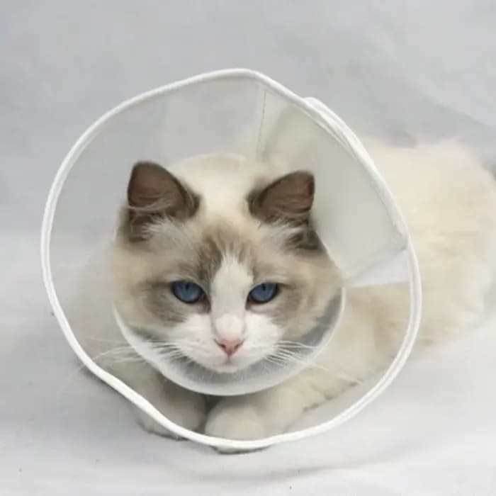 Collier de récupération transparent pour chat