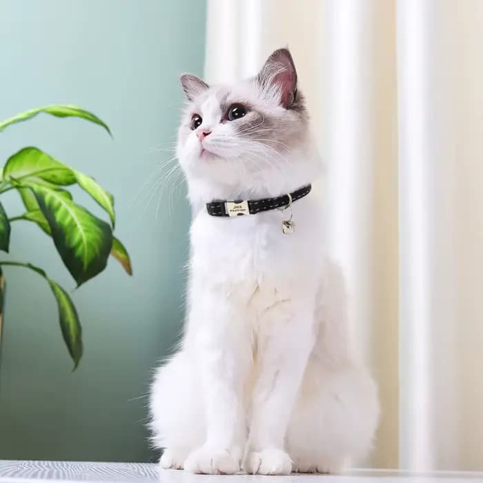 Collier de chat en Nylon personnalisé réglable chiot chaton colliers réfléchissant