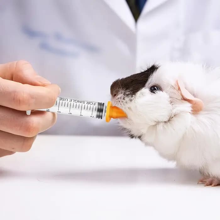 Tétine d'alimentation pour animaux de compagnie : tétine pour chaton