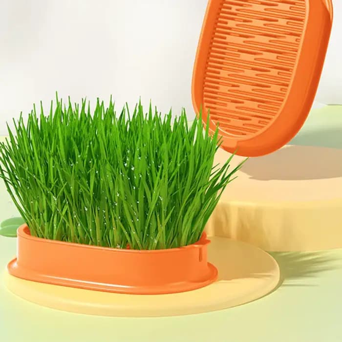 Boîte à collation hydroponique sans sol pour chat