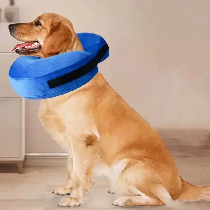 Collier gonflable anti-morsure pour chien