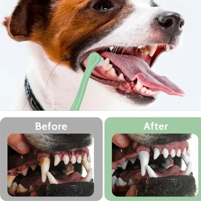 Brosse à dents pour animaux de compagnie