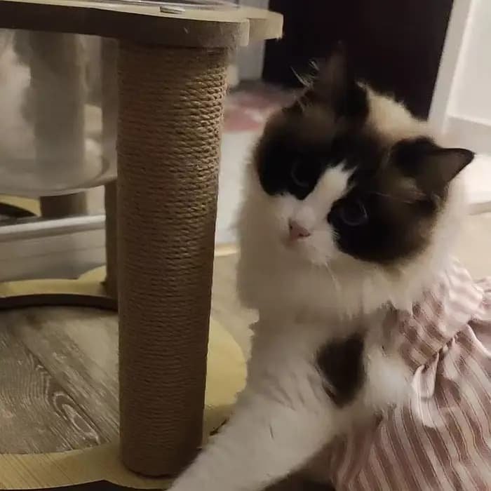Poteau à gratter pour chat en forme d'arbre