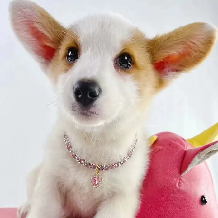 Collier réglable en métal pour animaux de compagnie