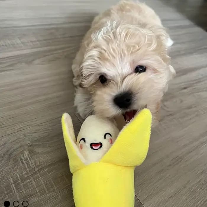 Un ensemble de 7 pièces de jouets sonores pour chiots