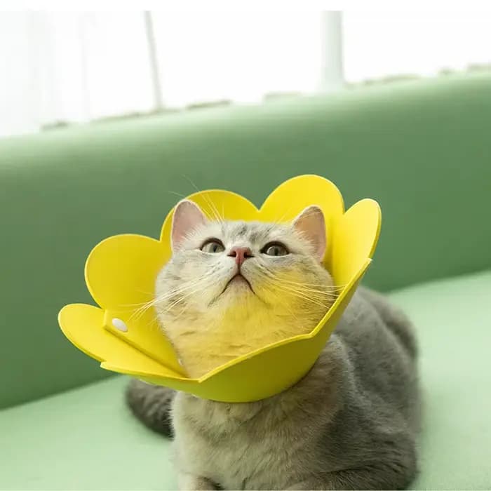 Colliers de récupération réglables en forme de fleur pour chat
