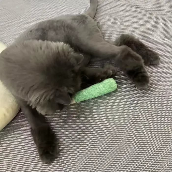 Jouet de meulage de dents de chat