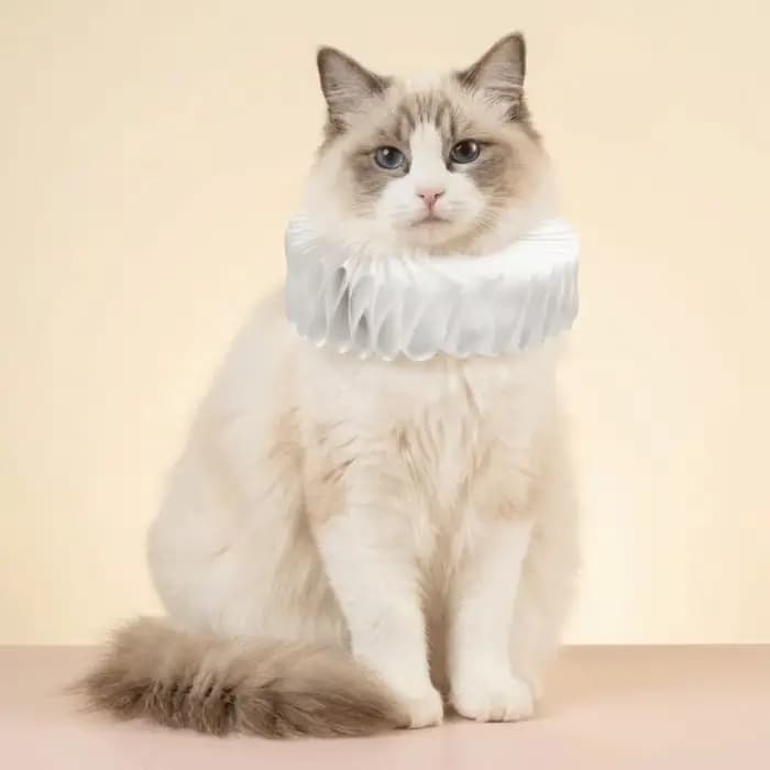 Collier pour animaux de compagnie à volants détachables Renaissance
