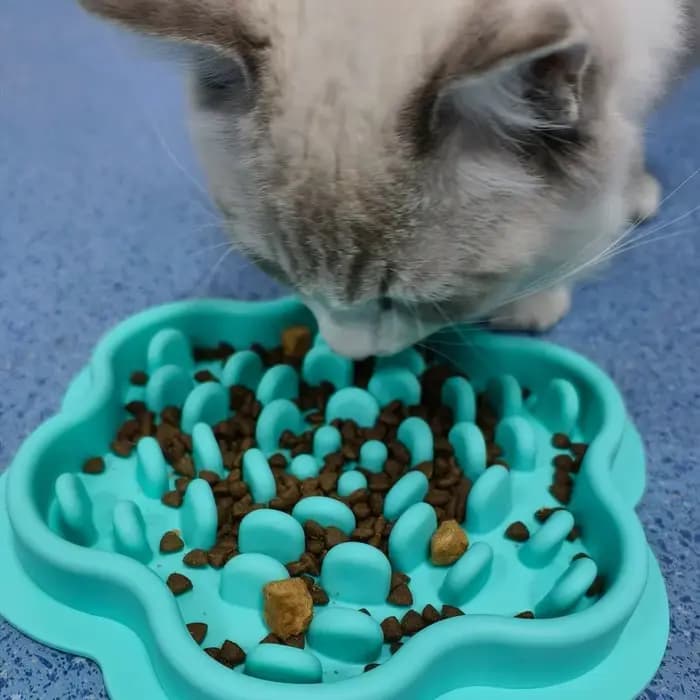 Bol de glouton pour chat et chien