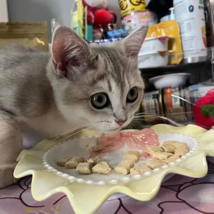 Bols pour chat d'amour bol en céramique de grand calibre animaux de compagnie chiots mignons chatons