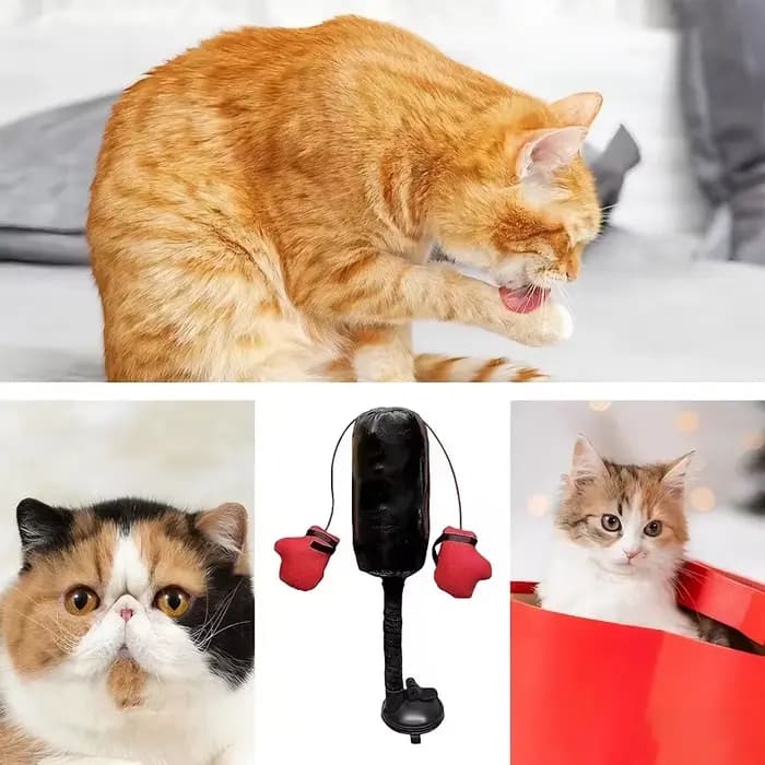 Sac de boxe pour chat, jouets d'intérieur pour adultes