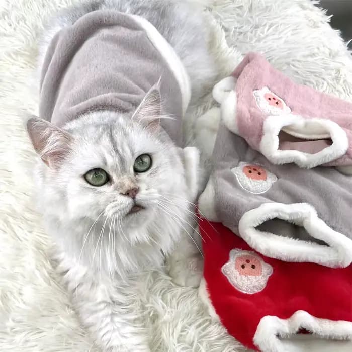 Pull en peluche lapin pour chaton et chat âgé
