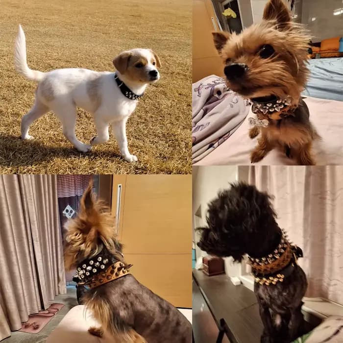 Collier en cuir pour animaux de compagnie, 1 pièce, pour mini chiens et chats, style punk avec design à rivets, empêche les animaux de se chahuter et de se mordre.