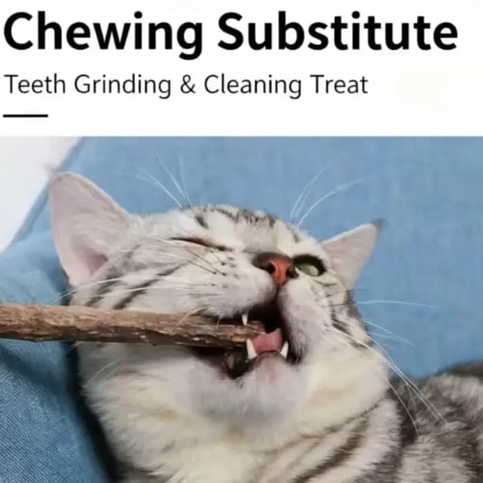 Fournitures pour chaton à mâcher à base de plantes naturelles pour chat