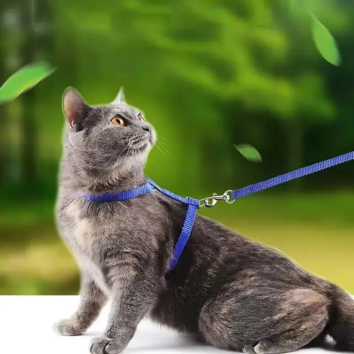 Collier de harnais pour petit chien et chat