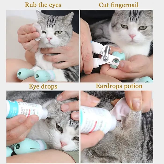 Chaussures de bain anti-rayures pour chat