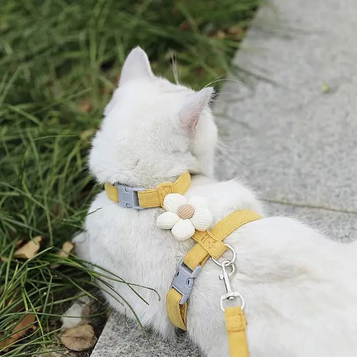 Ensembles de harnais et de laisse pour chat