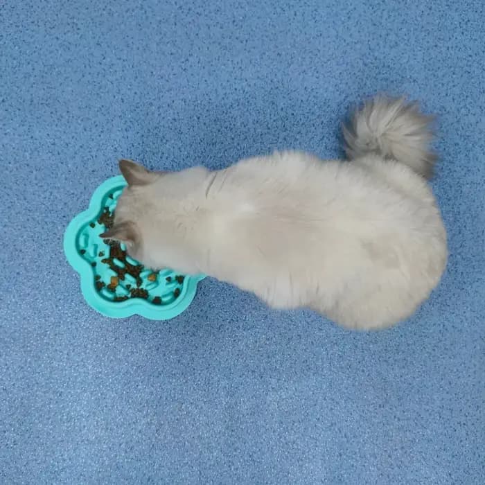 Bol de glouton pour chat et chien