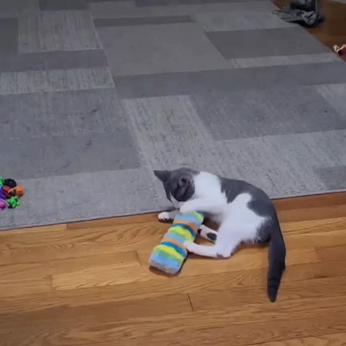Jouets pour chats, oreiller interactif en peluche pour chatons
