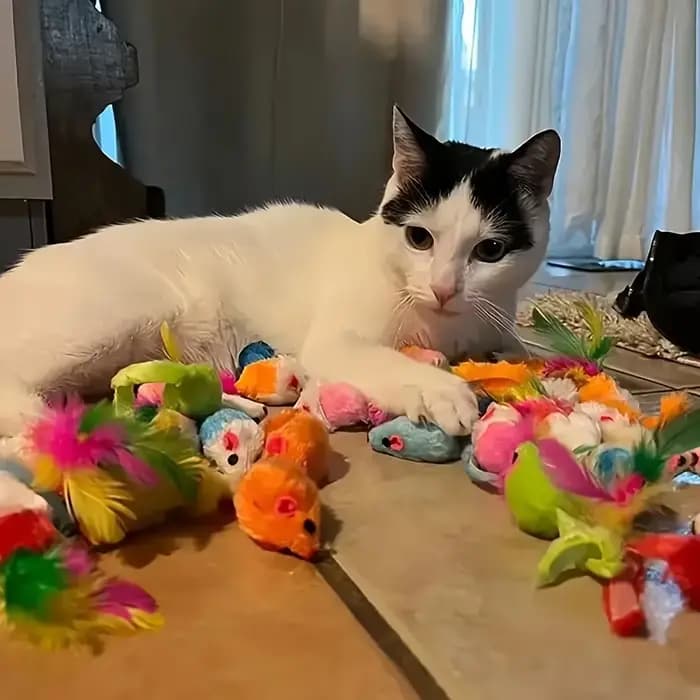 Pack mixte de jouets pour chats