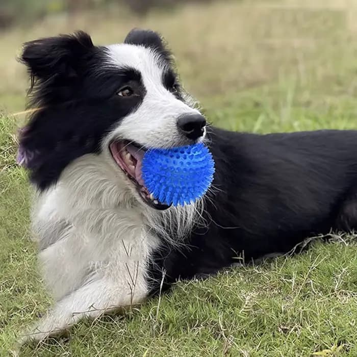 Boule à mâcher résistante aux morsures pour animaux de compagnie