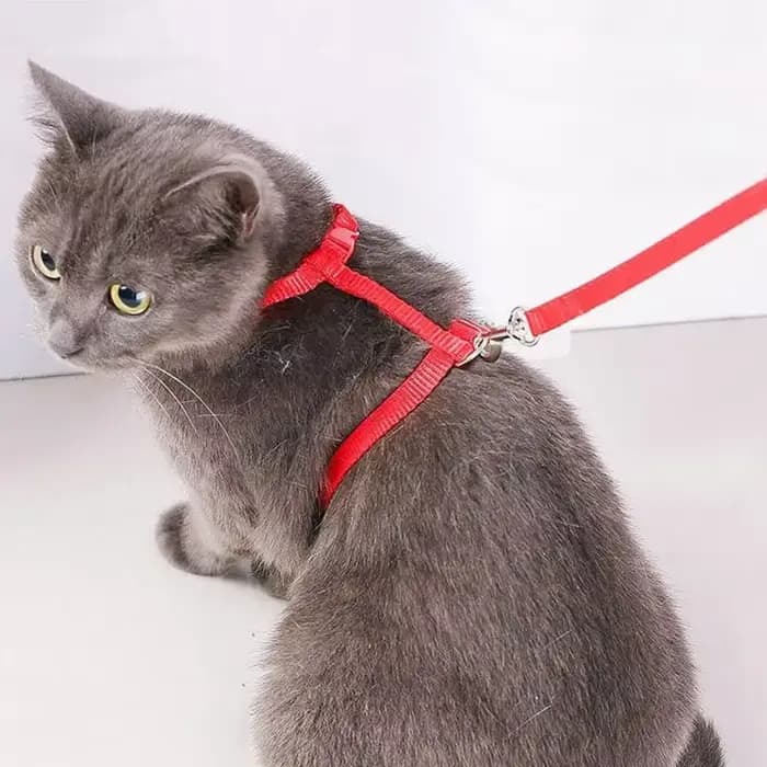 Ensemble harnais et laisse pour chat réglables et légers