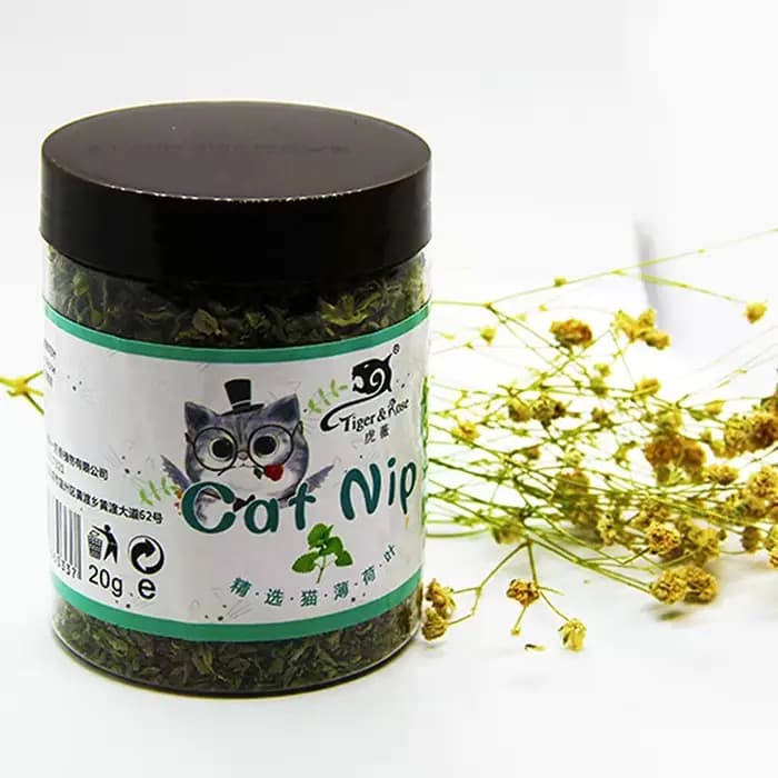 Herbe à chat biologique naturelle de haute qualité