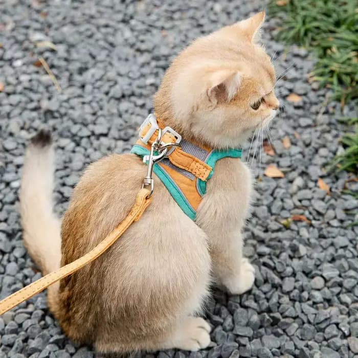 Harnais réfléchissant mignon pour chat et chien avec boucle de sécurité - Gilet anti-évasion et anti-traction avec laisse pour animaux de compagnie