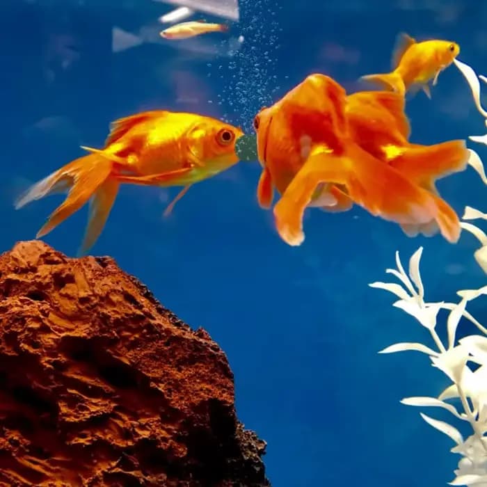 200 pièces comprimés de spiruline enrichissement nourriture pour animaux de compagnie préférée poisson cristal rouge