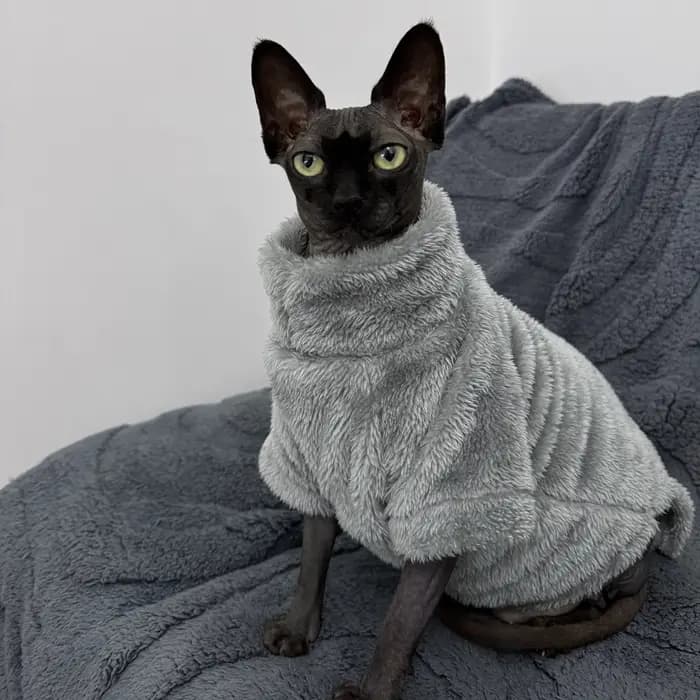 Pull pour chat de compagnie