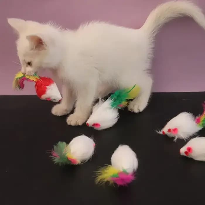 Jouets multicolores en forme de souris à fourrure pour chat
